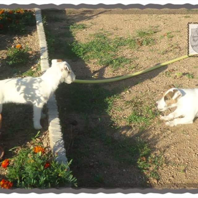 Elevage de Jack Russell Terrier à Saint-André-d'Apchon