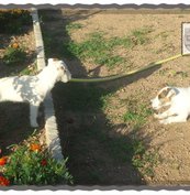 Elevage de Jack Russell Terrier à Saint-André-d'Apchon