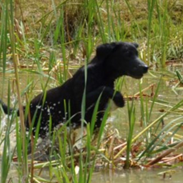 Elevage de Labrador Retriever à Vouzon