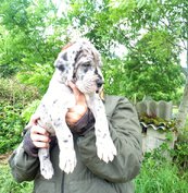 Elevage de Dogue Allemand à Thizy-les-Bourgs