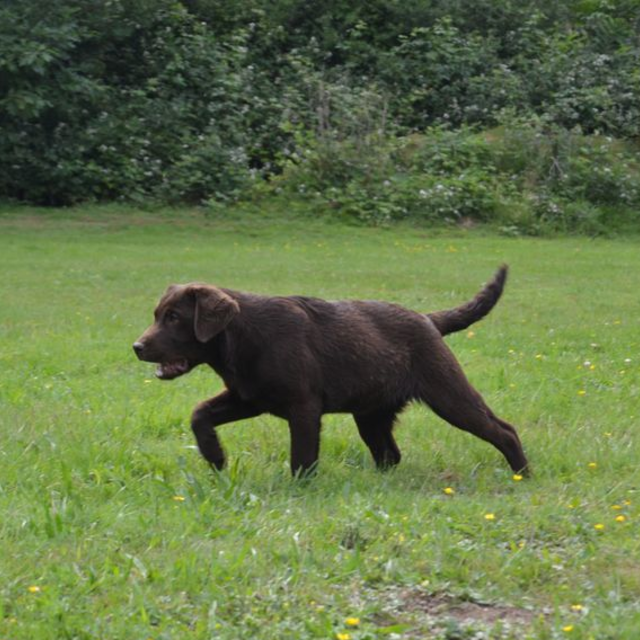 Elevage de Labrador Retriever à Vouzon
