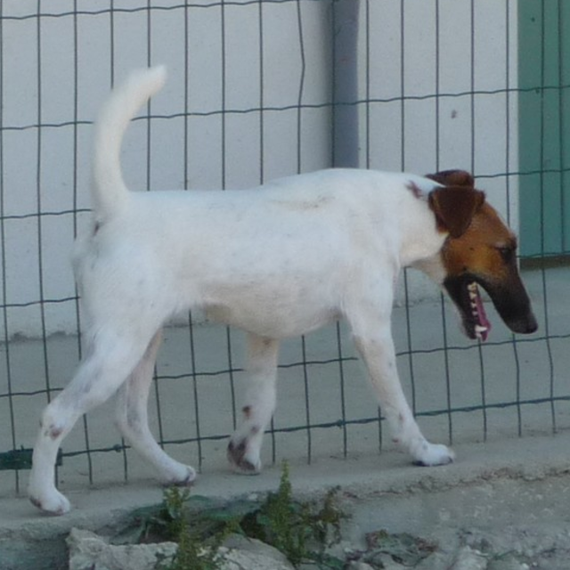 Elevage de Fox Terrier à Poil Lisse  à Saint-Senoch