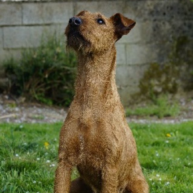 Elevage de Irish Terrier à Sainte-Maure