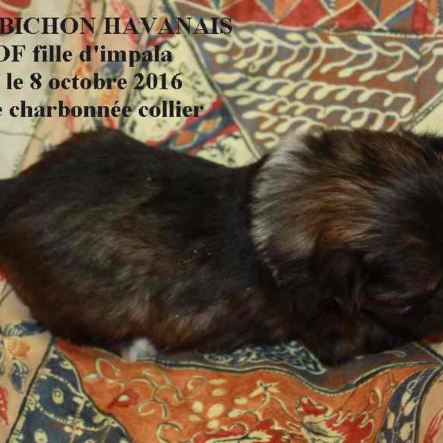 Elevage de Bichon Havanais à Charbuy