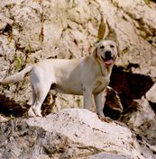 Elevage de Labrador Retriever à Roche-d'Agoux
