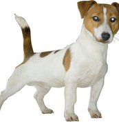 Elevage de Jack Russell Terrier à Agnos