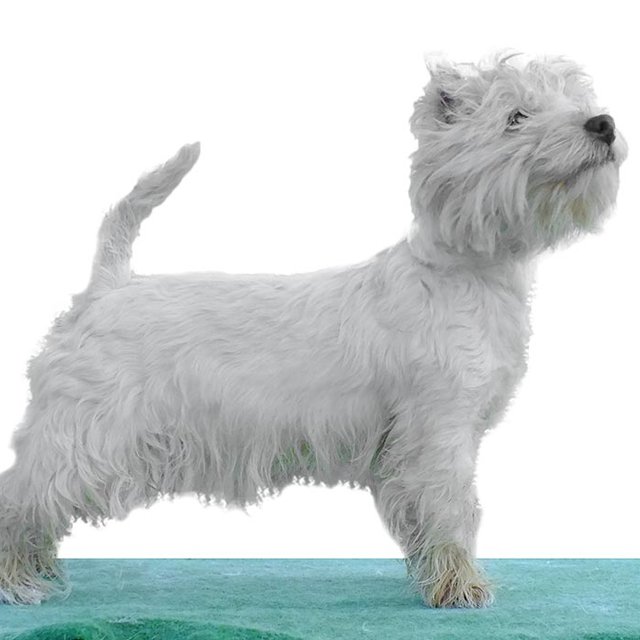 Elevage de West Highland White Terrier à Agnos