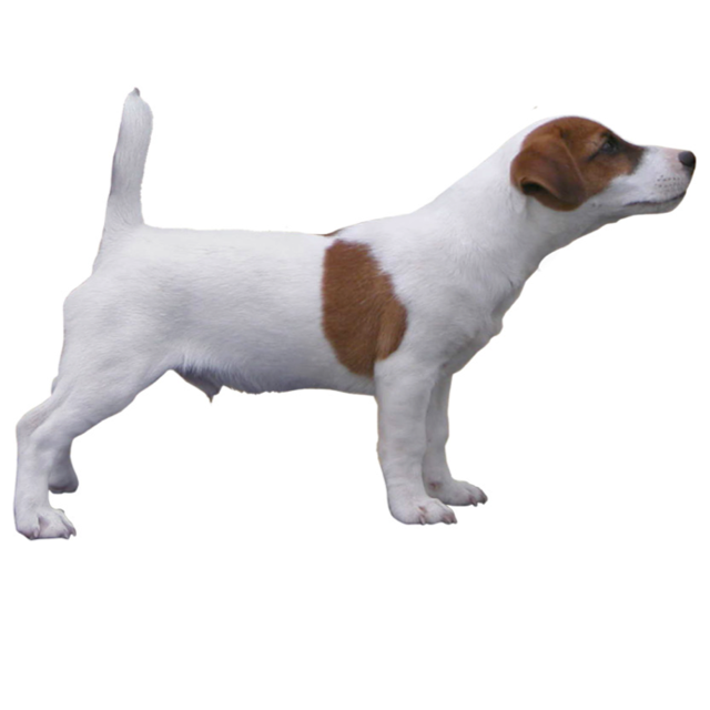 Elevage de Jack Russell Terrier à Agnos