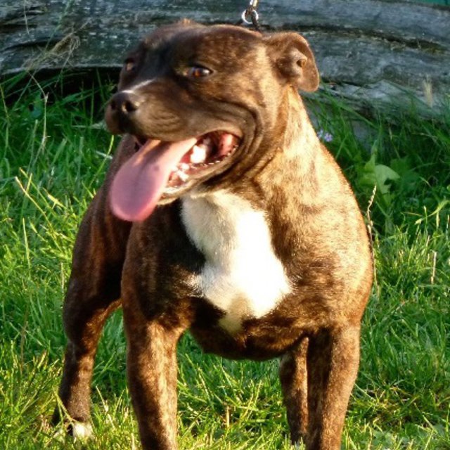 Elevage de Staffordshire Bull Terrier à Bourbon-Lancy