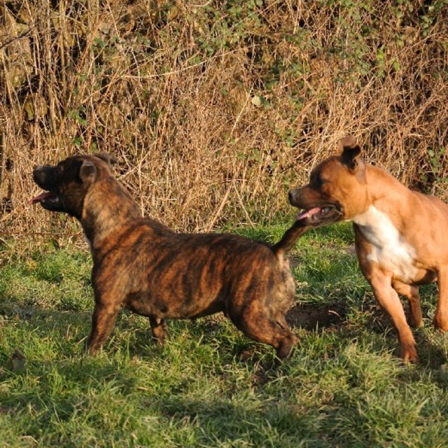 Elevage de Staffordshire Bull Terrier à Bourbon-Lancy