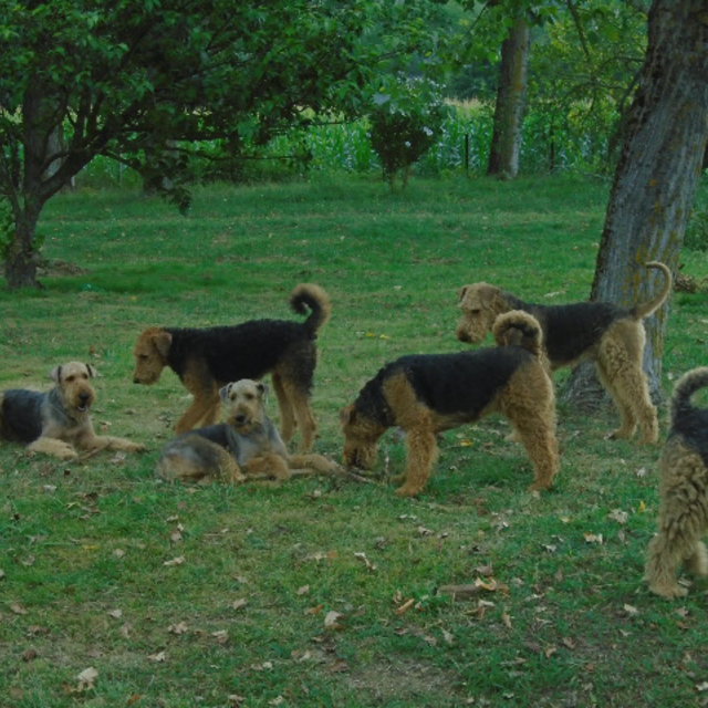 Elevage de Airedale Terrier à Tadousse-Ussau