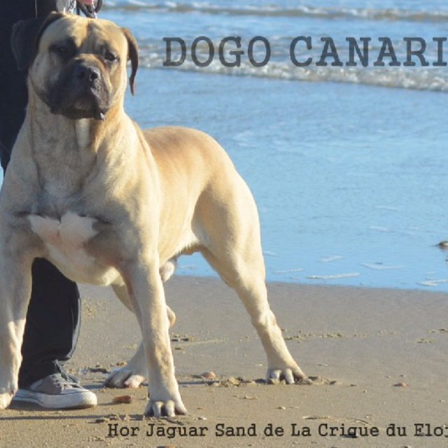 Elevage de Dogue des Canaries à Sail-les-Bains