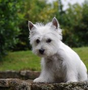 Elevage de West Highland White Terrier à Péaule