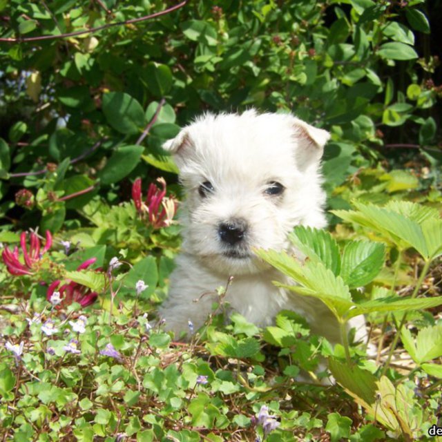 Elevage de West Highland White Terrier à Péaule