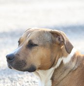 Elevage de American Staffordshire Terrier à Castelnau-Montratier