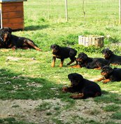 Elevage de Rottweiler à Saint-Flovier