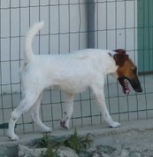 Elevage de Fox Terrier à Poil Lisse  à Saint-Senoch