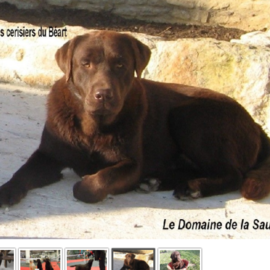 Elevage de Labrador Retriever à Vieux-Pont-en-Auge