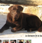 Elevage de Labrador Retriever à Vieux-Pont-en-Auge