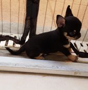 Elevage de Chihuahua à Martigues