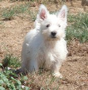 Elevage de West Highland White Terrier à Bussières