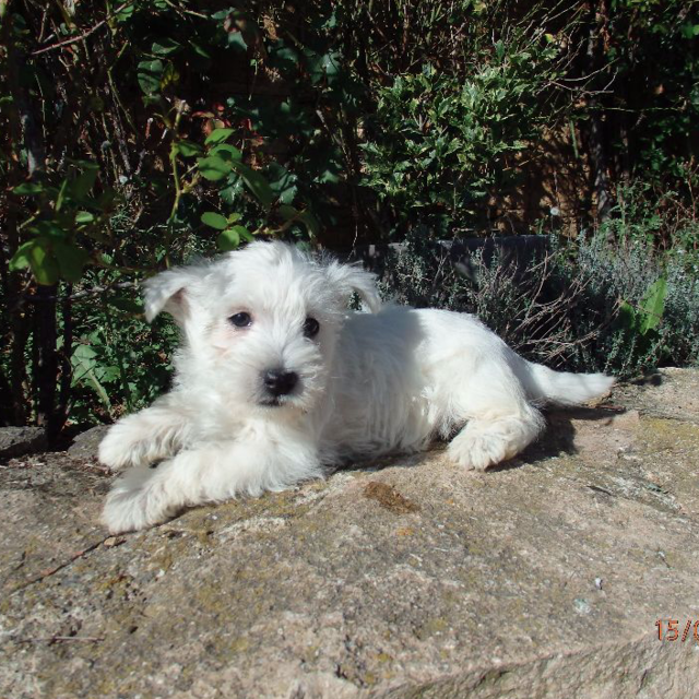 Elevage de West Highland White Terrier à Bussières