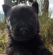 Elevage de Scottish Terrier à Sainte-Croix-en-Jarez