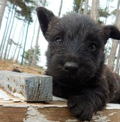 Elevage de Scottish Terrier à Sainte-Croix-en-Jarez