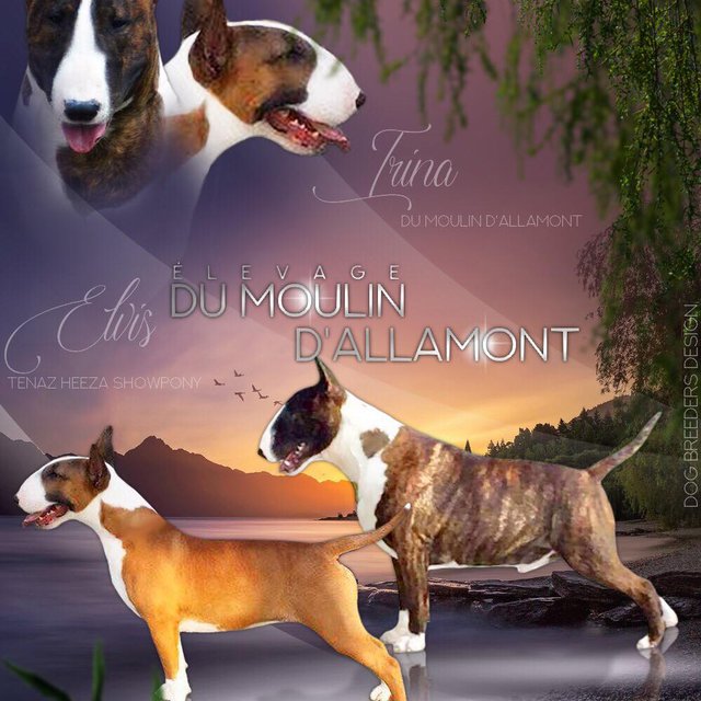 Elevage de Bull Terrier à Villiers-Saint-Benoît