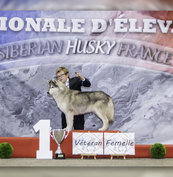 Elevage de Husky De Sibérie à Castelnau-Montratier