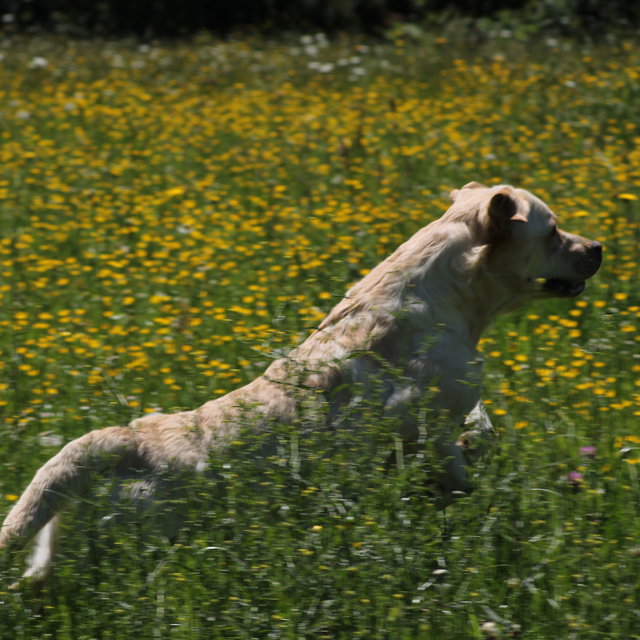 Elevage de Labrador Retriever à Pionsat